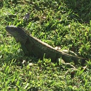 Meet your Posher, Steven